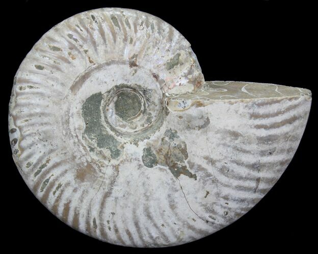 Silver Iridescent Ammonite - Madagascar #64837